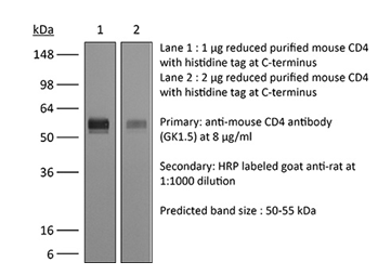 BioXcell特色推荐InVivoMAb anti mouse CD4