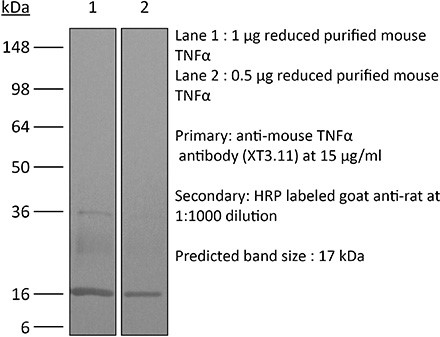 Bioxcell Invivomab Anti Mouse Tnf