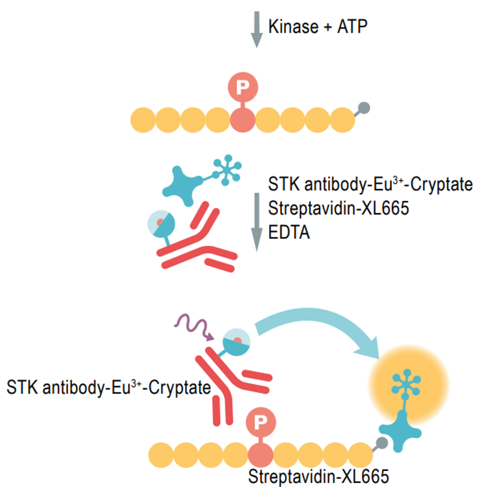 Perkinelmer Htrf Kinease Stk S Kit Tests Univ