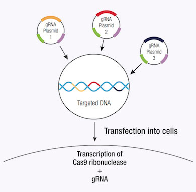 图1 crispr/cas9敲除质粒工作原理示意图