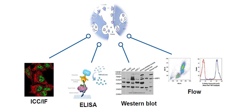 外泌体介绍及相关产品