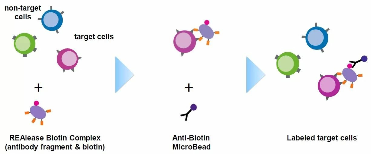 高效结合细胞 特点三:标记均可去除:磁珠可去除,抗体可解离,因此