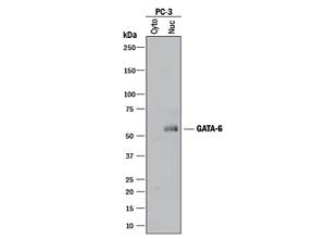 Human GATA-6 Antibody