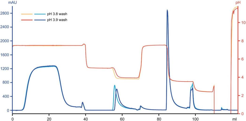 抗体亲和层析中盐浓度对抗体保留的影响