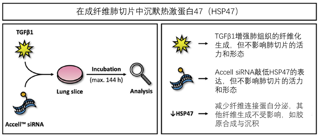 玩儿转RNAi——Accell SiRNA多功能应用展示