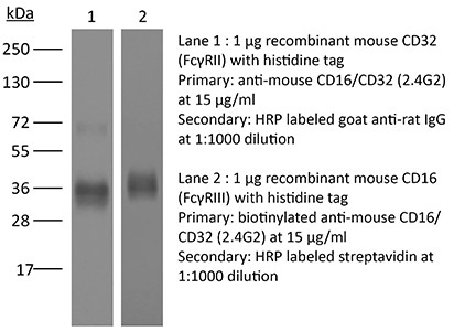 BioXcell特色产品推荐之：InVivoMAb anti-mouse CD16/CD32