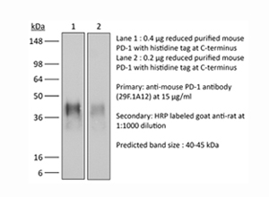InVivoMAb anti-mouse PD-1 (CD279)