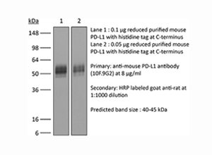 InVivoPlus anti-mouse PD-L1 (B7-H1)