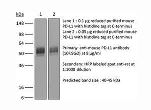 InVivoMAb anti-mouse PD-L1 (B7-H1)