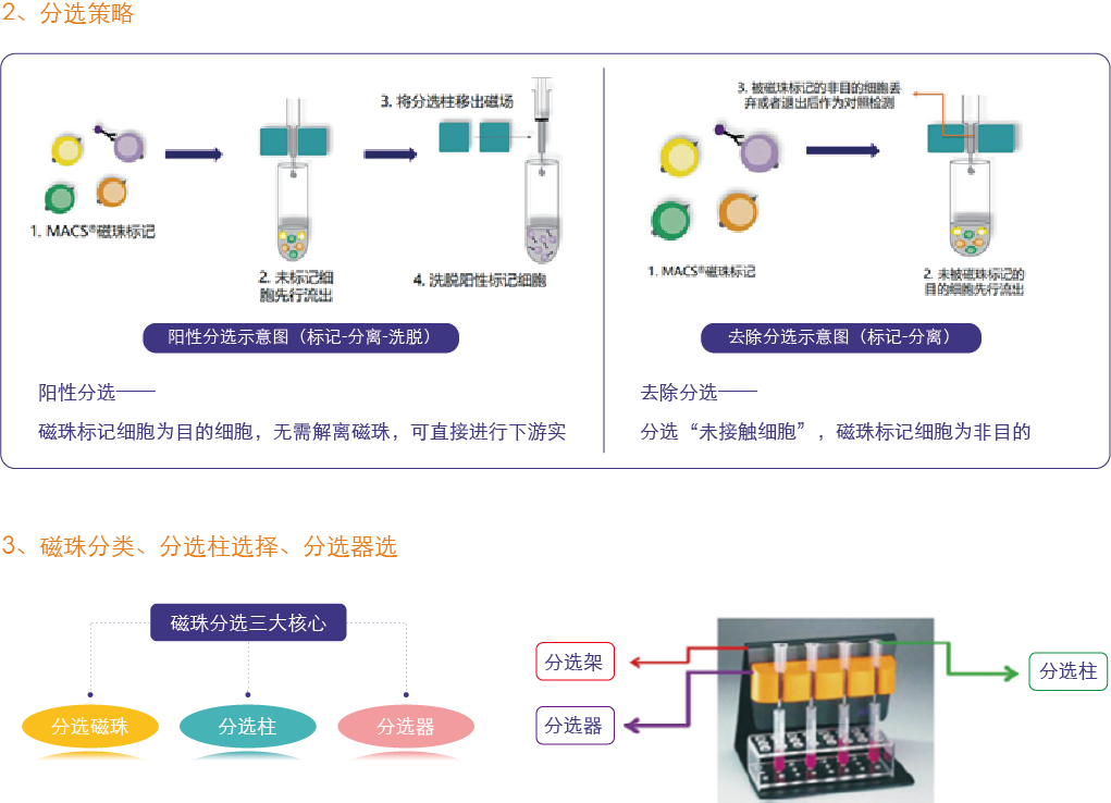 Miltenyi磁珠分选金标准