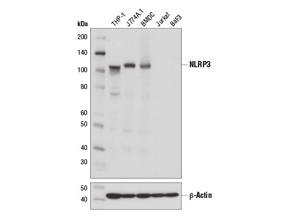 NLRP3 (D4D8T) Rabbit mAb