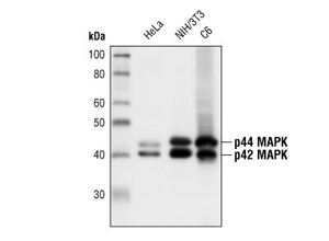 p44/42 MAPK (Erk1/2) (137F5) Rabbit mAb