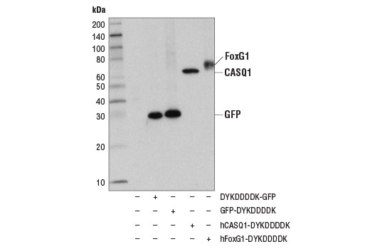 DYKDDDDK Tag (D6W5B) Rabbit mAb (Binds to same epitope as Sigma-Aldrich Anti-FLAG M2 antibody)