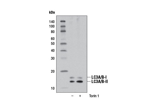 LC3A/B (D3U4C) XP ®  Rabbit mAb