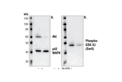 Akt Antibody