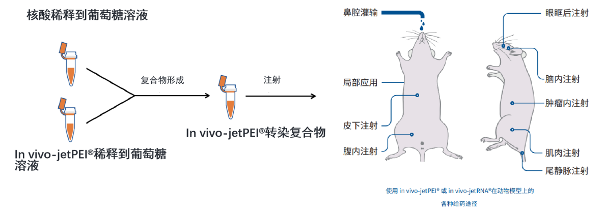 in vivo-jetPEI	活体DNA&amp;si/miRNA转染试剂