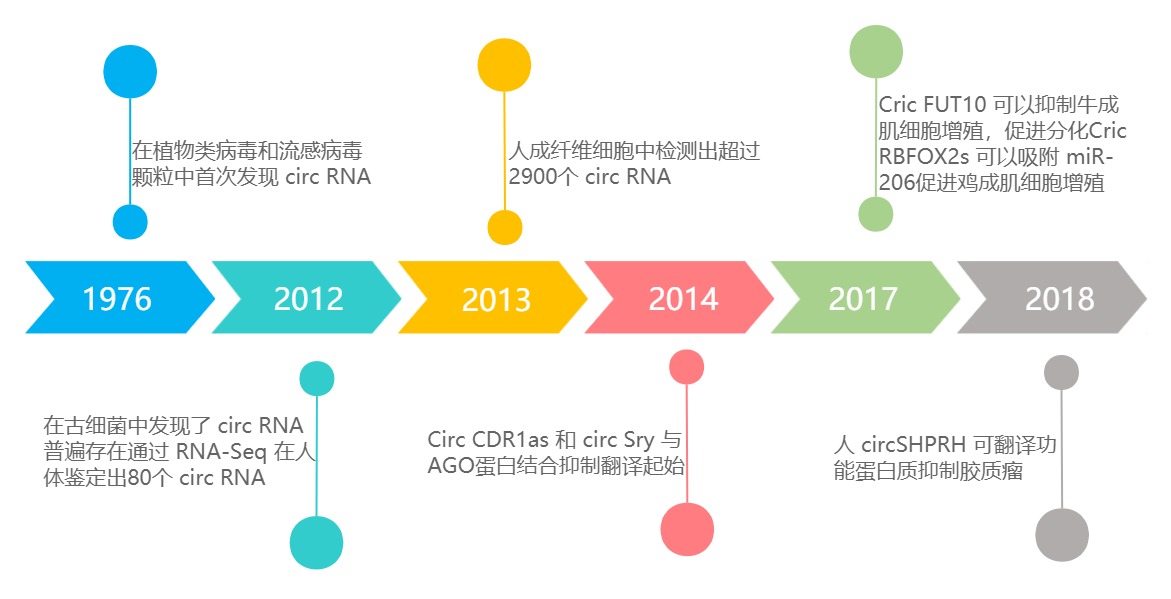 助力核酸药物开发“黑马”—环状RNA-上海优宁维生物科技股份有限公司