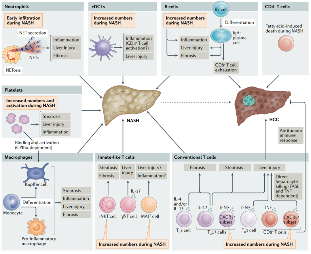 案例分享:白细胞介素(il)-6,il-8,il-10和tnf-α在(b)肝组织,(c)肝内