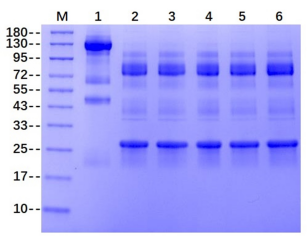 双重酶解：高效又专一的IdeS与PNGase F