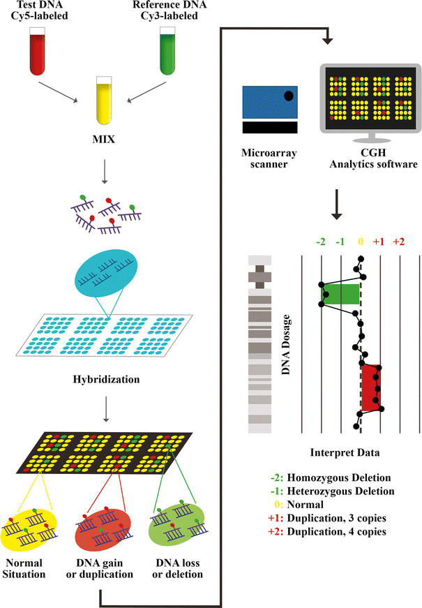 Array-CGH-procedure-is-characterized-by-the-isolation-of-DNA-from-a-patient-test-and-from