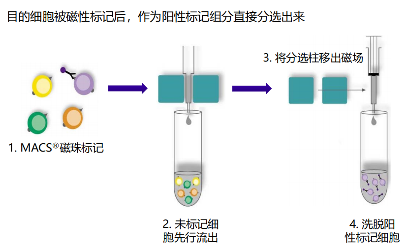 免疫细胞培养攻略之细胞分选