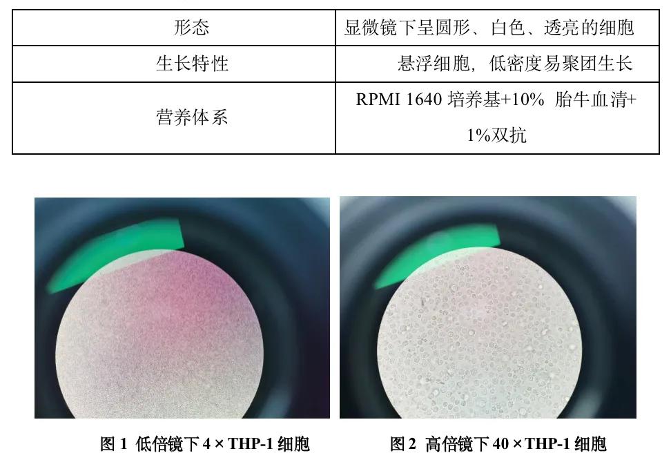 THP-1细胞的培养方法