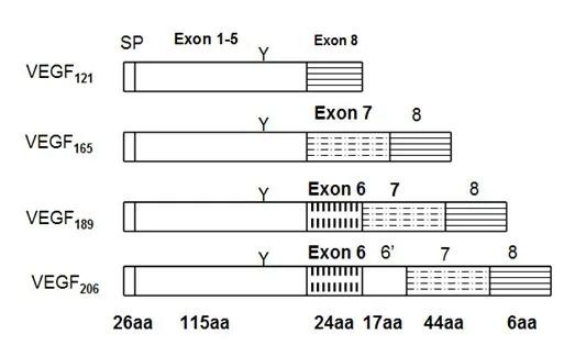 VEGF异构体结构