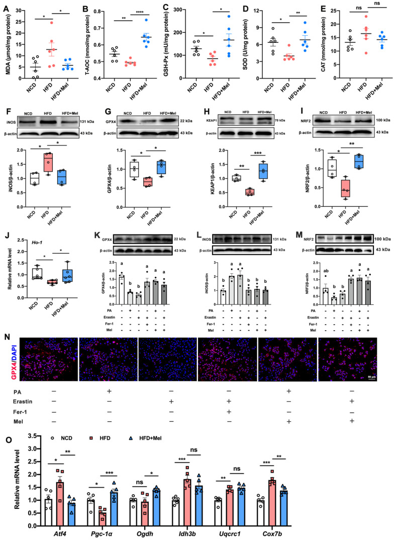 文献解析|褪黑素经 MT2/cAMP/PKA/IRE1 信号通路对内质网应激的抑制及对 NAFLD 肝脏铁死亡的改善作用