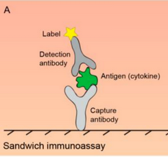 细胞因子检测全解析，这13个宝藏技术你必须知道