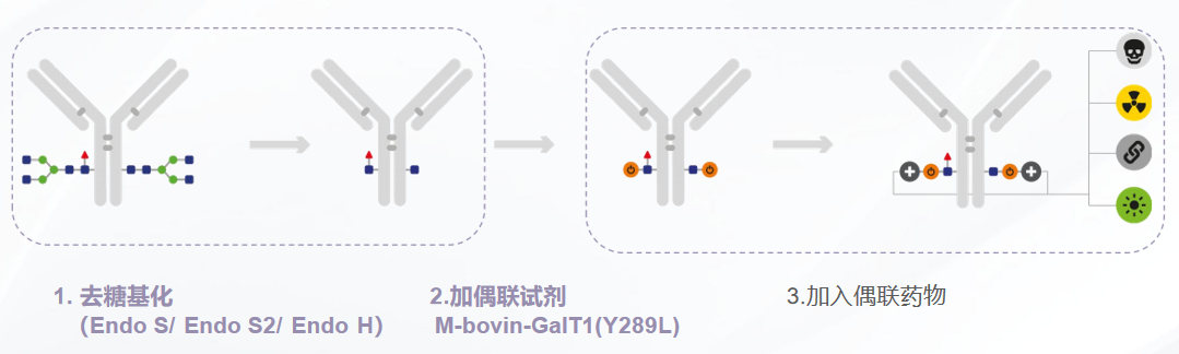 ADC药物偶联：聚焦糖基偶联技术