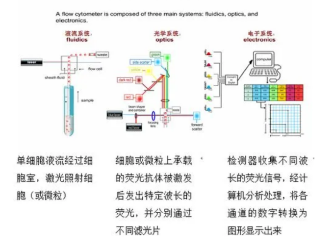 探秘流式细胞术检测的原理-上海优宁维生物科技股份有限公司