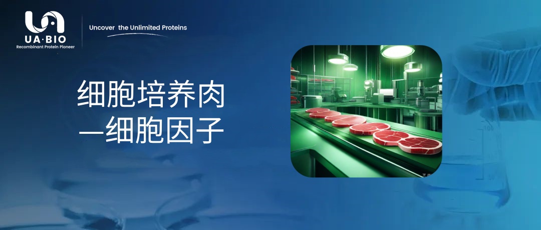 细胞培养肉的‘生长魔法’