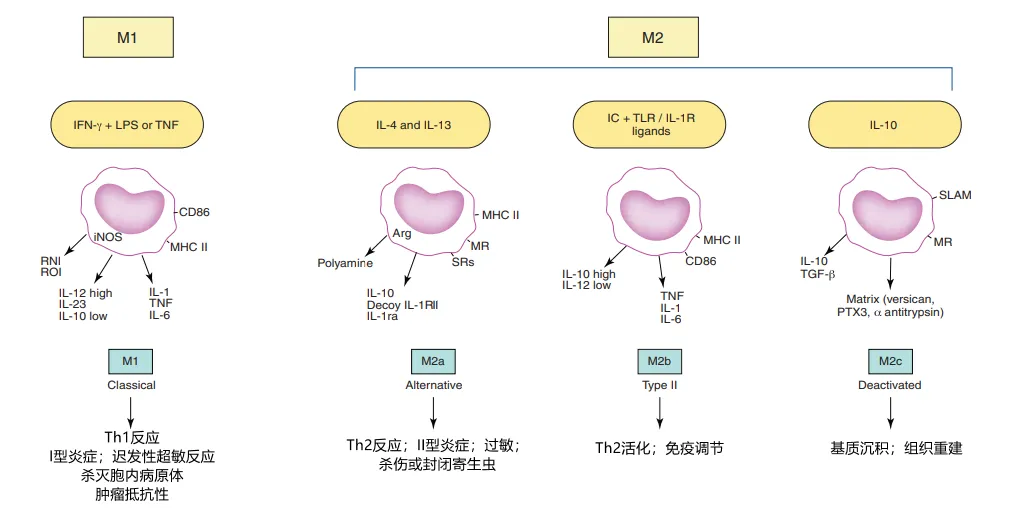 重新审视巨噬细胞活化的M1与M2模式