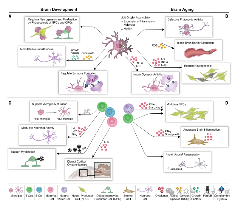 小胶质细胞microglia，也分M1&M2？