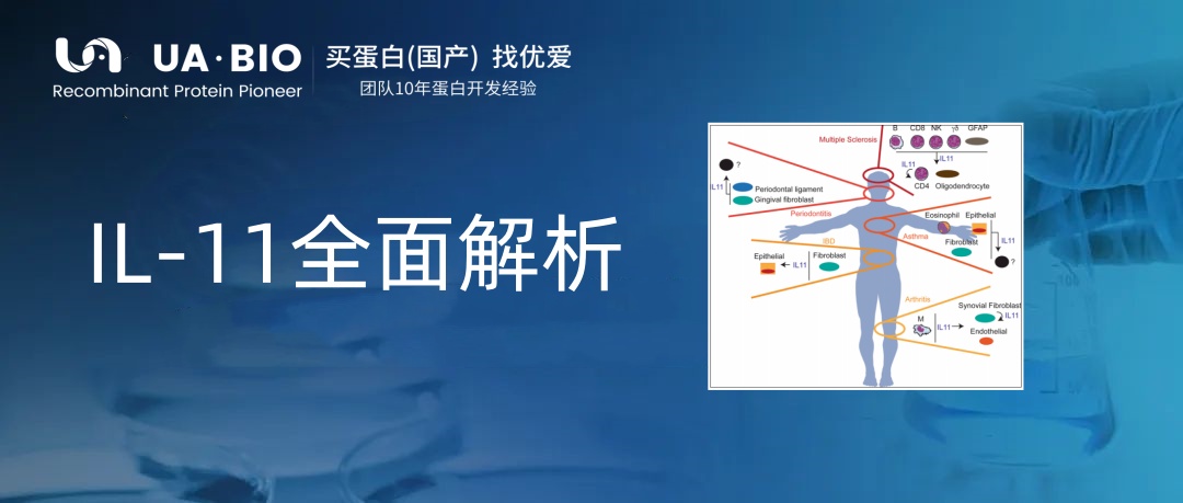 全面解析IL-11的多面‘人生’