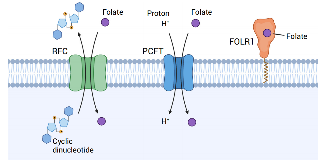 FOLR1(FRα)靶点:癌症治疗新星,未来可期