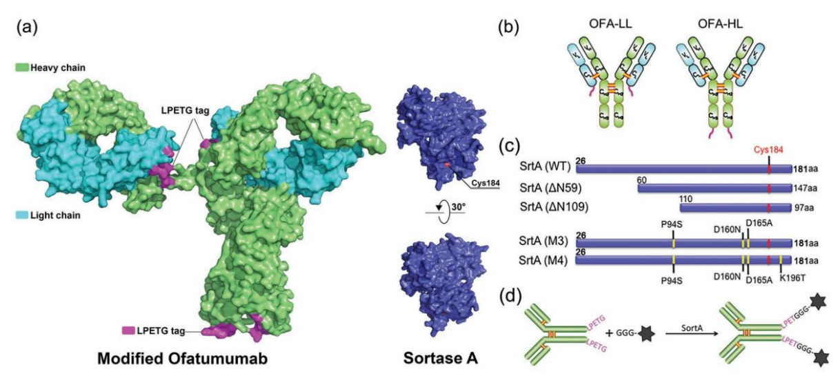 Sortase A:ADC药物偶联的魔法