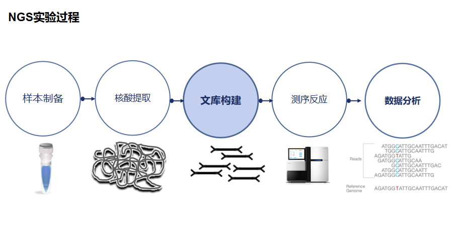NGS精选专用酶，提升文库构建效率