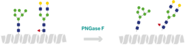 新发布！快速蛋白质去糖基化酶：快速PNGase F试剂盒
