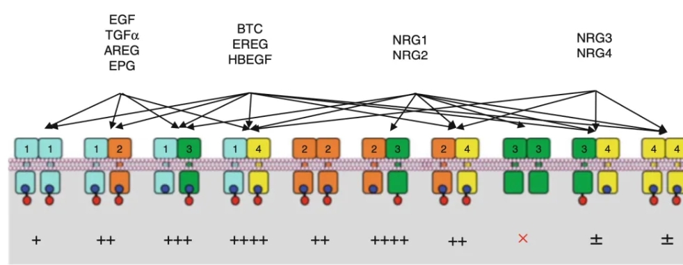 探秘 EPG 重组蛋白