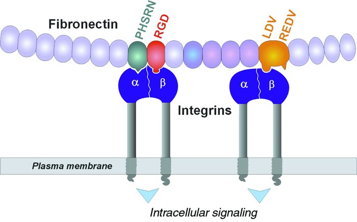 纤连蛋白(Fibronectin,FN):生命微观世界里的 “多面手”