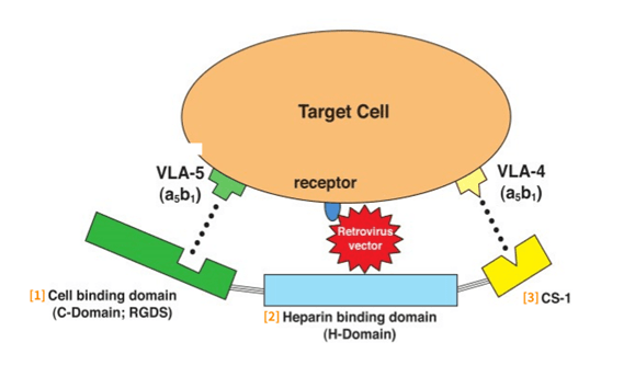 走进重组人纤维连接蛋白(Recombinant human fibronectin)