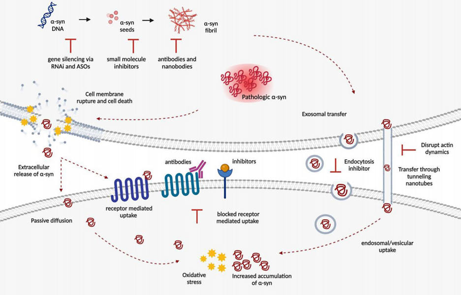 α-synuclein:帕金森病的‘捣蛋鬼’大揭秘