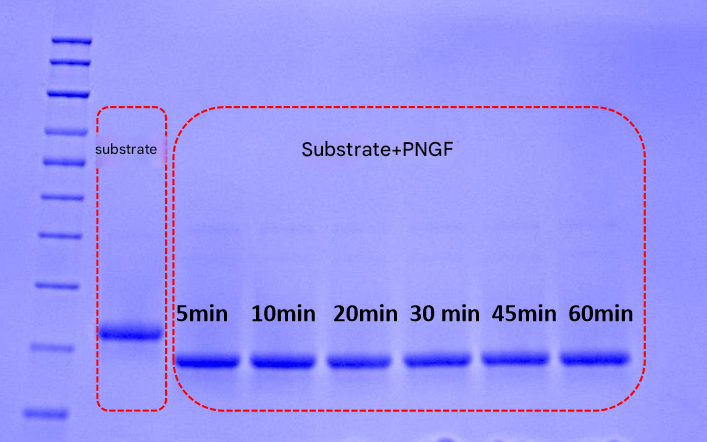 优爱蛋白PNGase F酶:糖蛋白结构表征的加速器!