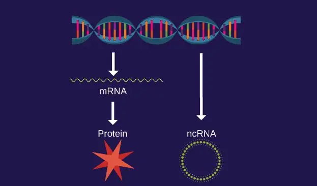 基因暗涌：非编码RNA如何操控生命密码？
