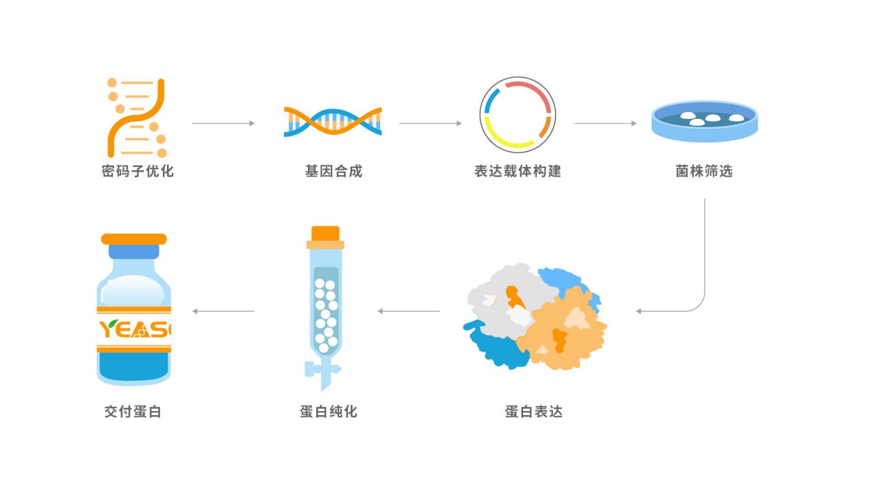 MYD1重组蛋白：结构特征、制备技术及生物医学应用研究进展