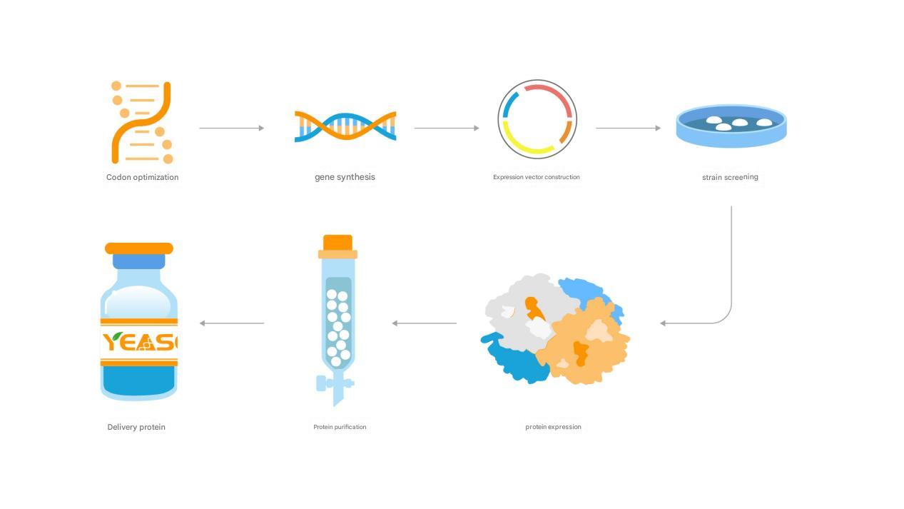 MYD1重组蛋白:结构特征、制备技术及生物医学应用研究进展