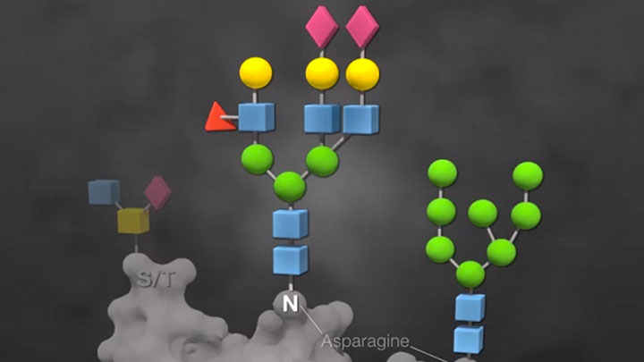 PNGase F:抗体糖基化分析的得力助手