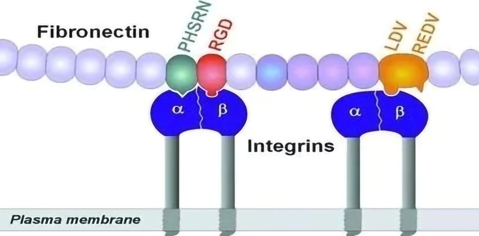 Fibronectin, Fn
