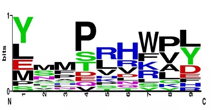 非洲爪蟾肽-MHC-I分子复合体结构解析:揭示两栖类独特抗原结合机制及抗虹彩病毒免疫应答